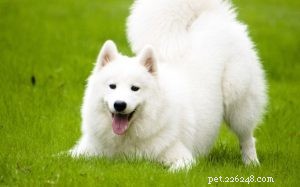 Samoyed Dog Breed Profile: Origin, Size & Care