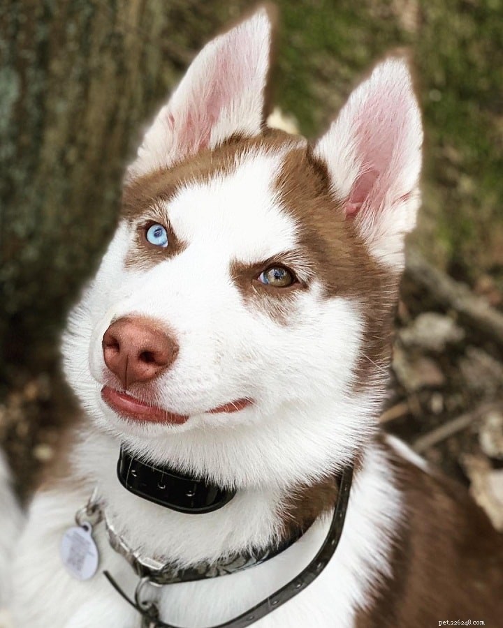 Siberian Husky: Comprehensive Breed Profile and Care Guide