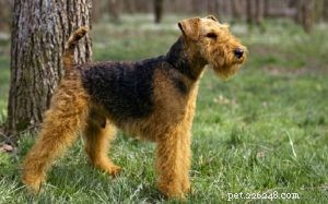 Welsh Terrier (Old English): Breed Profile, Origins, Care & Characteristics