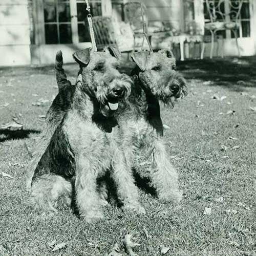 Welsh Terrier (Old English): Breed Profile, Origins, Care & Characteristics