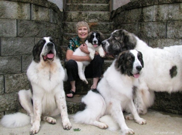 Pyrenean Mastiff: Origin, Traits & Care Guide