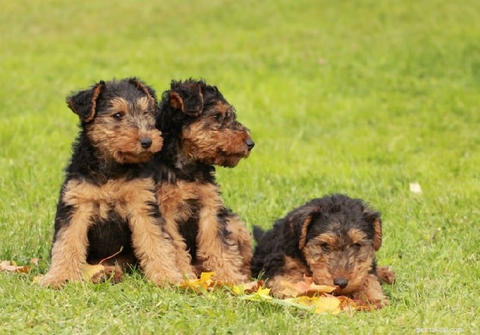 Welsh Terrier (Old English): Breed Profile, Origins, Care & Characteristics