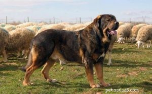 Spanish Mastiff: Ultimate Breed Profile & Care Guide