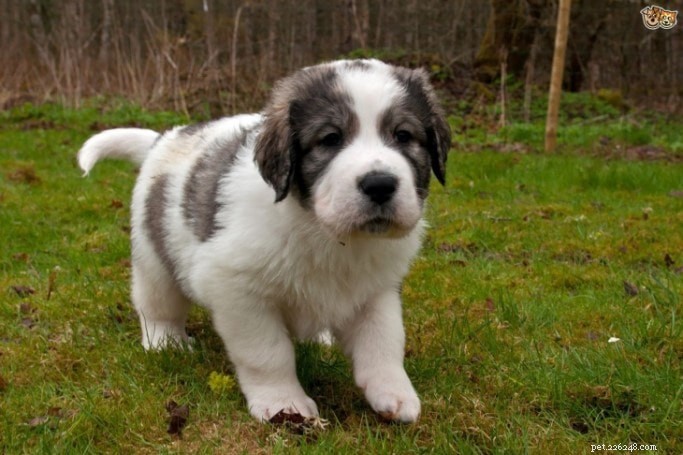 Pyrenean Mastiff: Origin, Traits & Care Guide