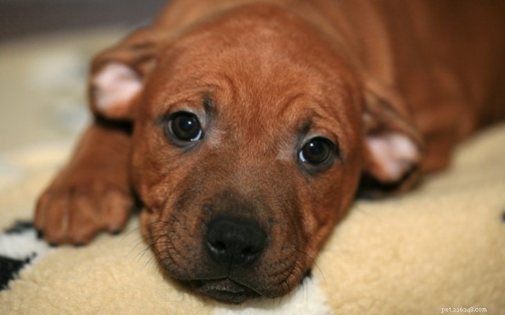 Staffordshire Bull Terrier: Comprehensive Breed Profile & Care Guide