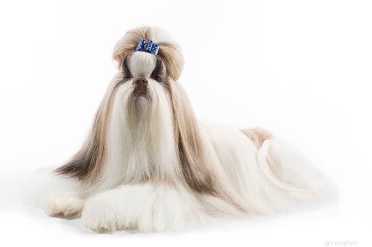 Shih Tzu: Comprehensive Breed Profile & Care Guide