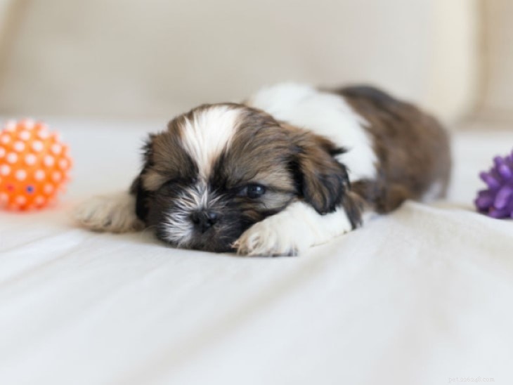 Shih Tzu: Comprehensive Breed Profile & Care Guide