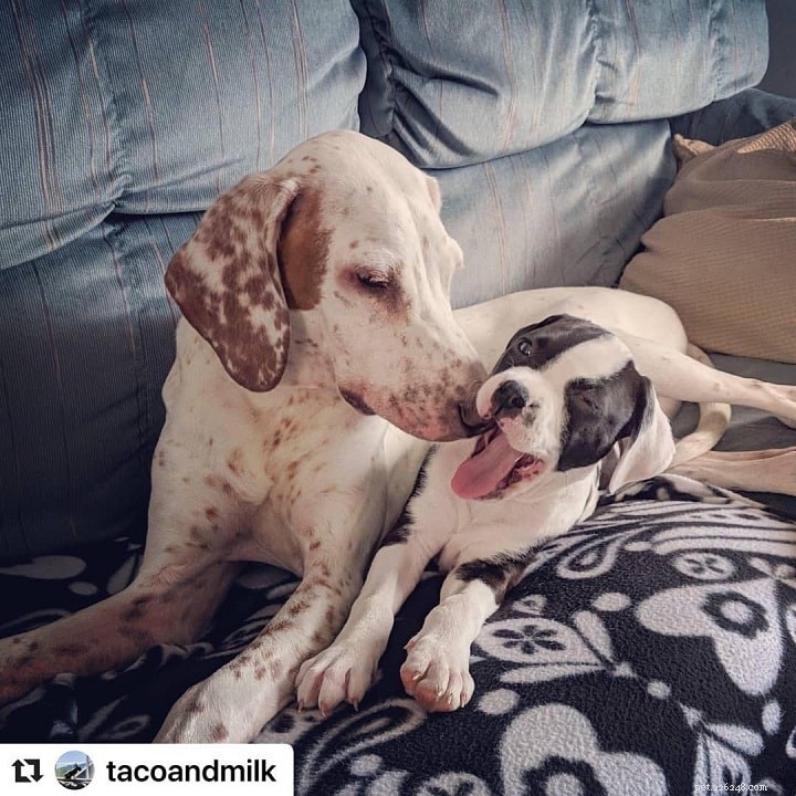 English Pointer: Complete Breed Guide & Characteristics