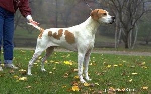 English Pointer: Complete Breed Guide & Characteristics