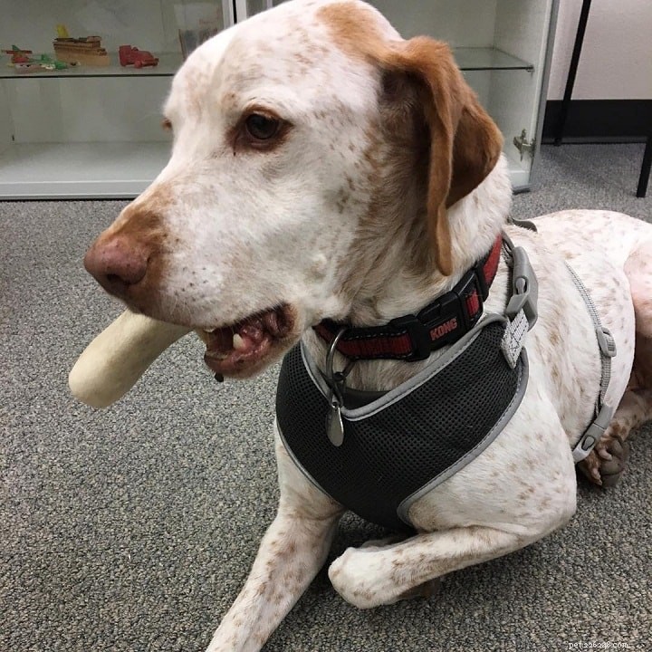 English Pointer: Complete Breed Guide & Characteristics