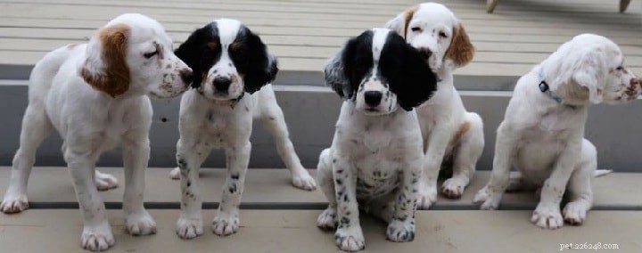 English Pointer: Complete Breed Guide & Characteristics