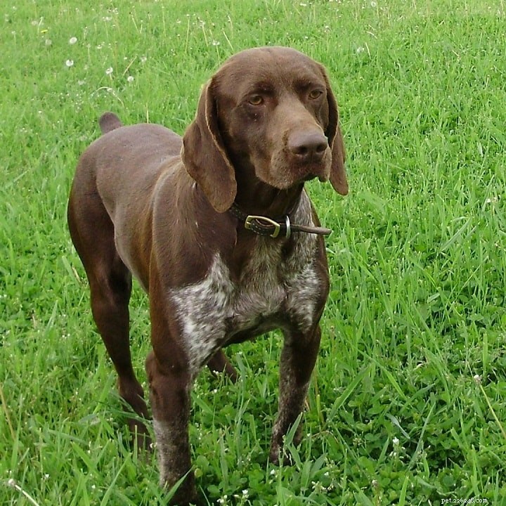 English Pointer: Complete Breed Guide & Characteristics