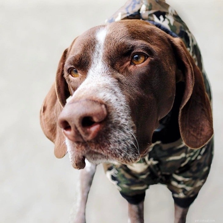 English Pointer: Complete Breed Guide & Characteristics