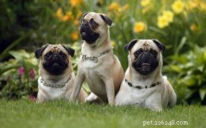 Pug Dog Breed Guide: Origin, Care, and Characteristics