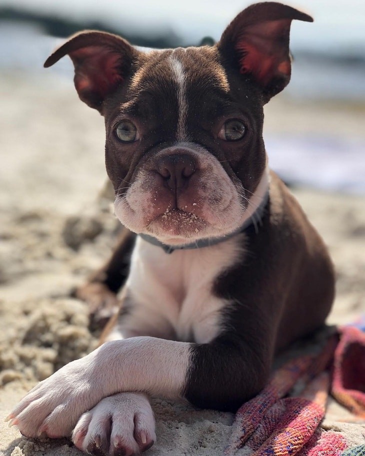 Pug Dog Breed Guide: Origin, Care, and Characteristics