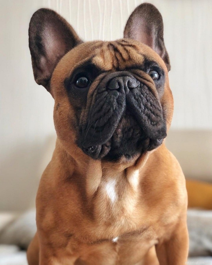 Pug Dog Breed Guide: Origin, Care, and Characteristics