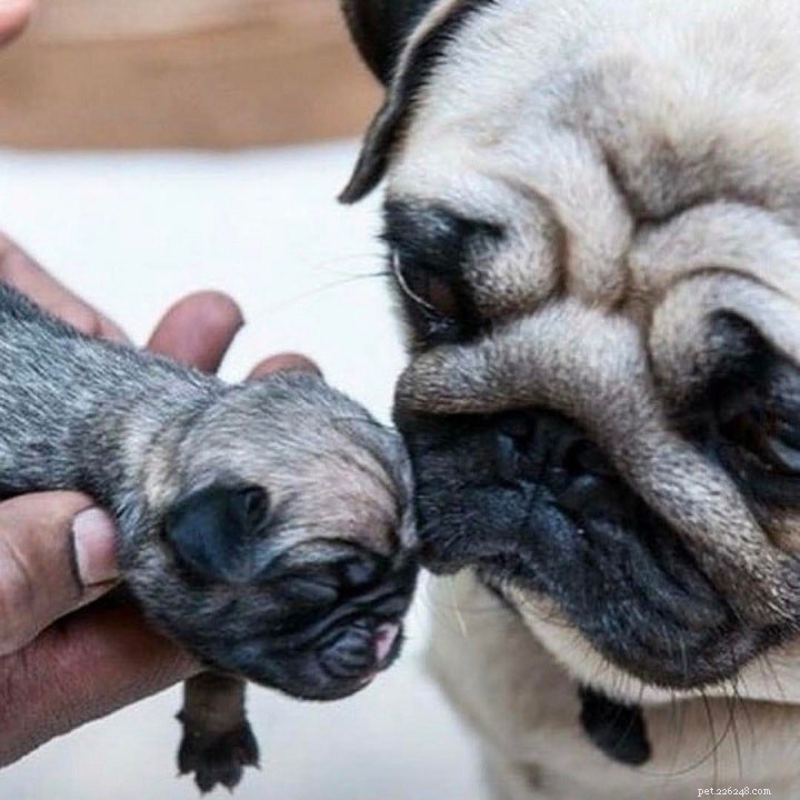 Pug Dog Breed Guide: Origin, Care, and Characteristics