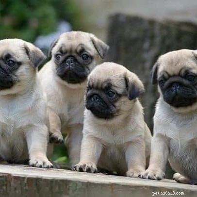 Pug Dog Breed Guide: Origin, Care, and Characteristics