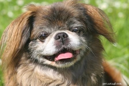 Pug Dog Breed Guide: Origin, Care, and Characteristics