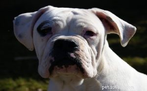Valley Bulldog: Comprehensive Breed Profile & Care Guide