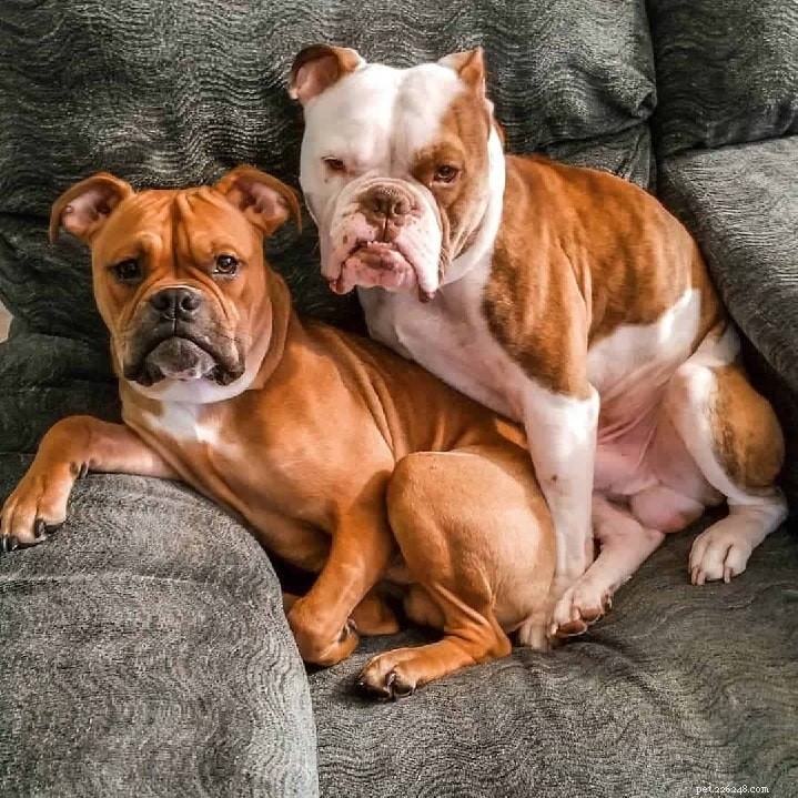 Valley Bulldog: Comprehensive Breed Profile & Care Guide