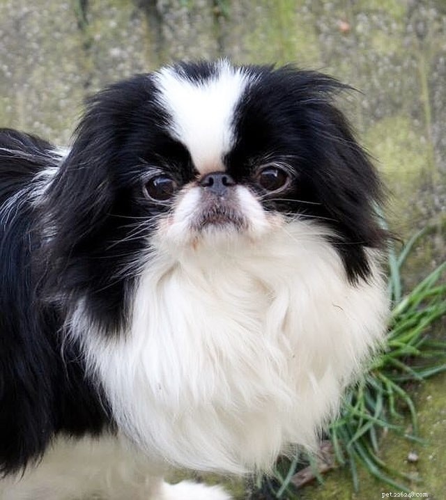 Pug Dog Breed Guide: Origin, Care, and Characteristics