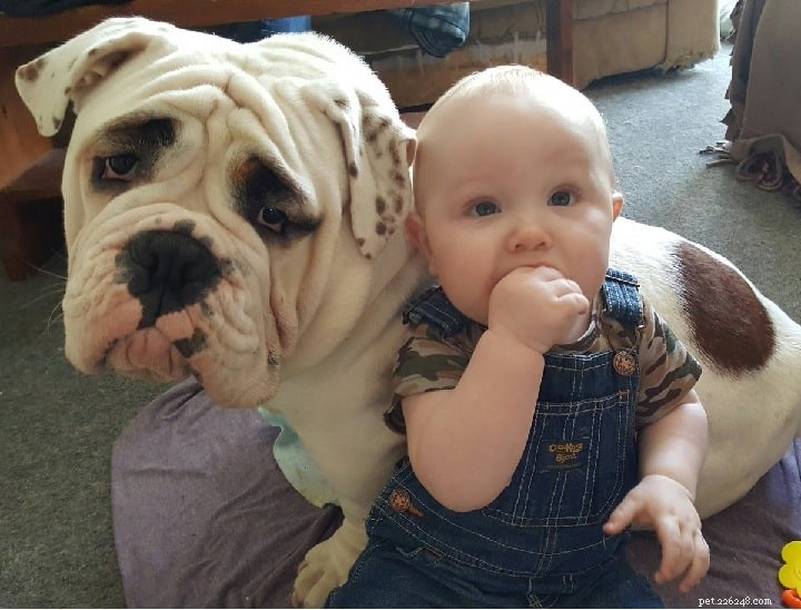 Valley Bulldog: Comprehensive Breed Profile & Care Guide