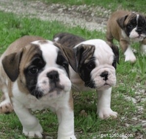 Valley Bulldog: Comprehensive Breed Profile & Care Guide