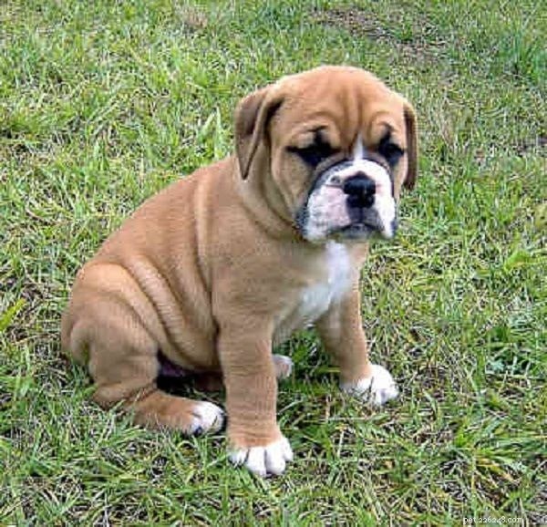 Valley Bulldog: Comprehensive Breed Profile & Care Guide