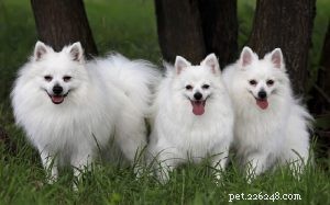 Volpino Italiano: A Comprehensive Guide to the Italian Spitz Dog