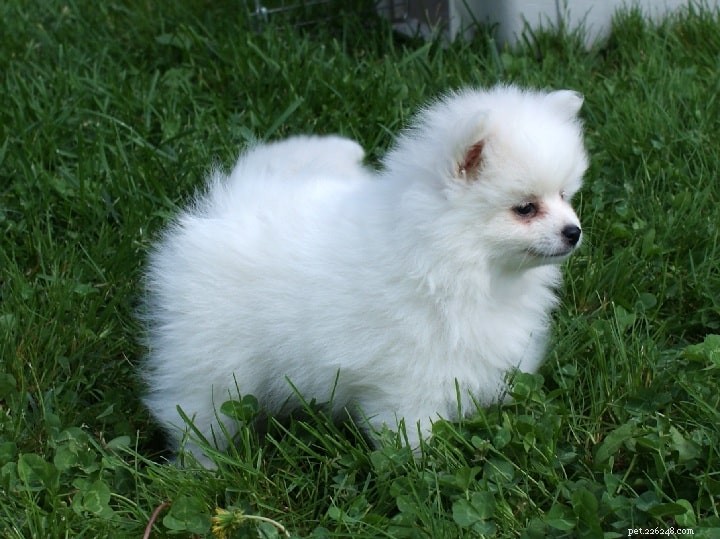 Volpino Italiano: A Comprehensive Guide to the Italian Spitz Dog