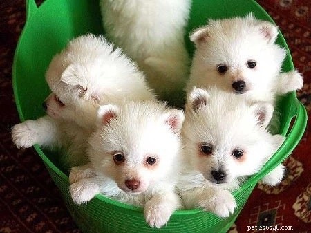 Volpino Italiano: A Comprehensive Guide to the Italian Spitz Dog