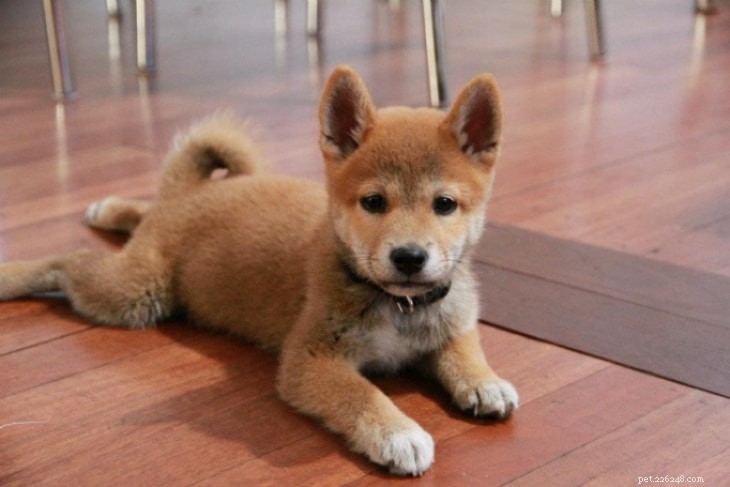 Shiba Inu: Complete Breed Profile & Care Guide