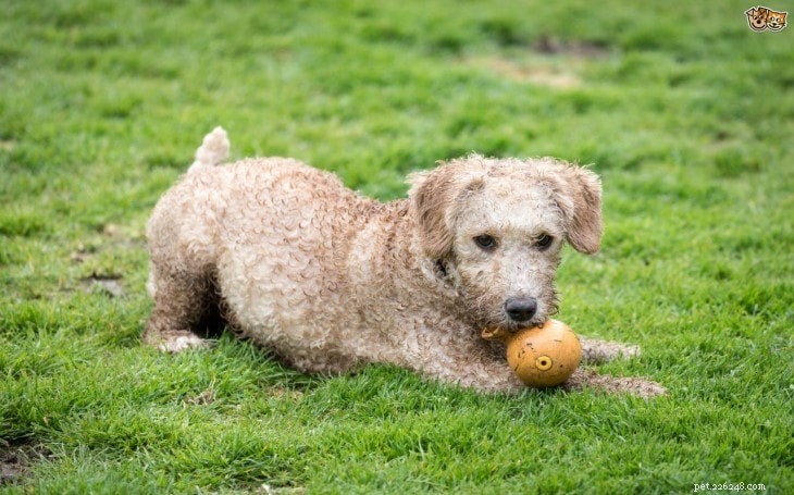 Spanish Water Dog: History, Traits & Care Guide