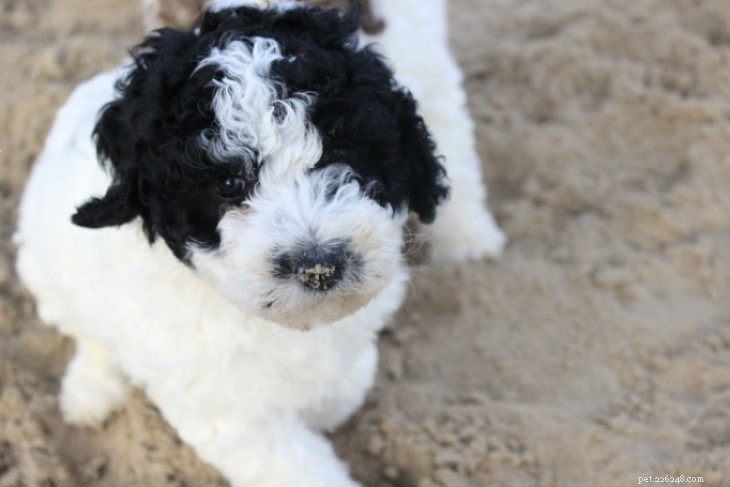Spanish Water Dog: History, Traits & Care Guide