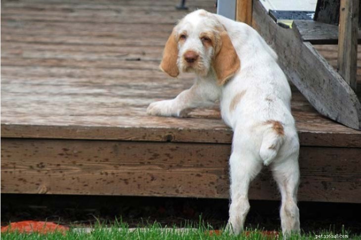 Spinone Italiano: Classic Italian Hunting Dog – Breed Profile