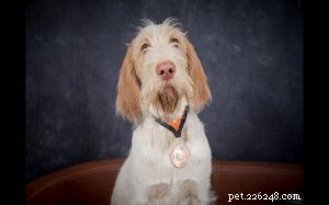 Spinone Italiano: Classic Italian Hunting Dog – Breed Profile