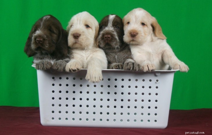 Spinone Italiano: Classic Italian Hunting Dog – Breed Profile
