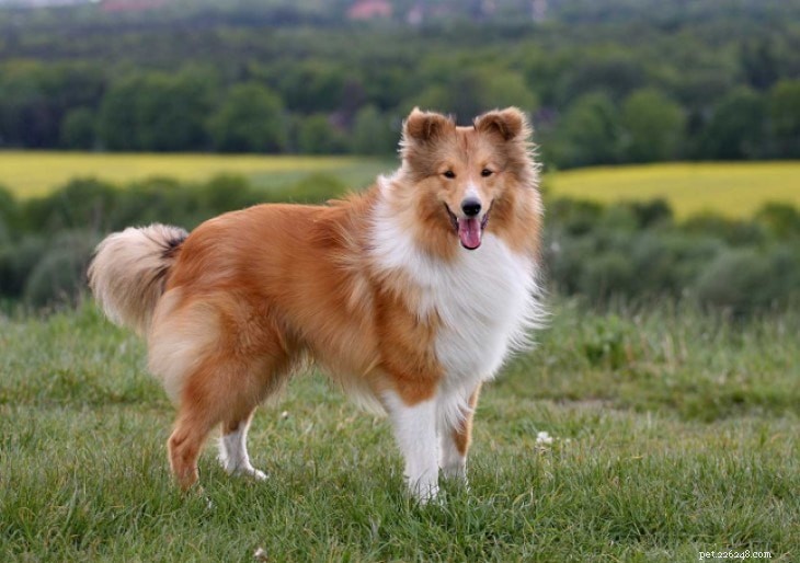 Shetland Sheepdog (Sheltie): Complete Breed Profile