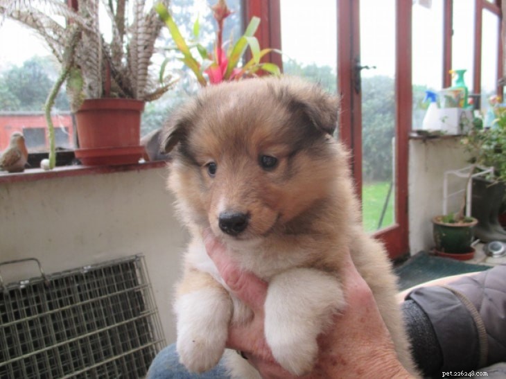Shetland Sheepdog (Sheltie): Complete Breed Profile