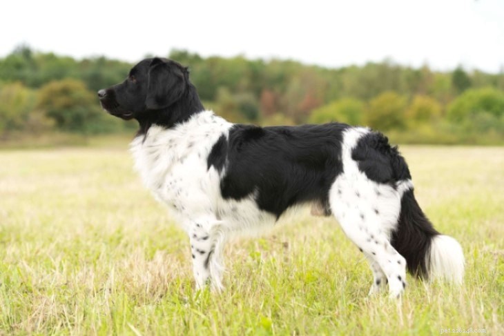 Stabyhoun Dog Breed: Origin, Traits & Care Guide