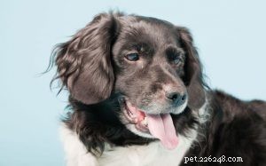 Stabyhoun Dog Breed: Origin, Traits & Care Guide
