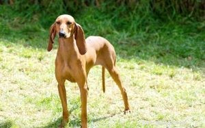 Segugio Italiano: Italian Hound Breed Profile – Size, Care & Hunting Heritage