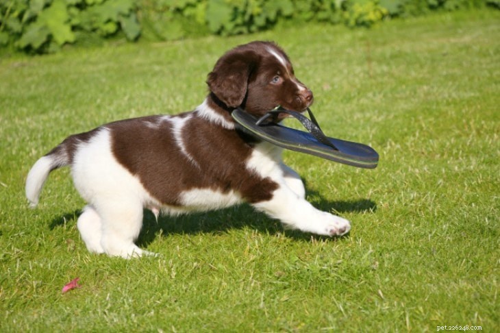Stabyhoun Dog Breed: Origin, Traits & Care Guide