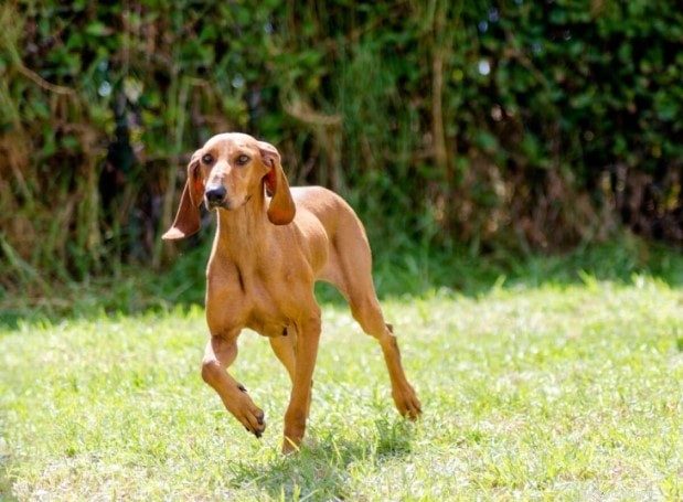 Segugio Italiano: Italian Hound Breed Profile – Size, Care & Hunting Heritage