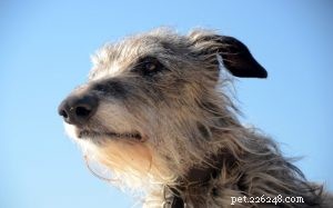 Scottish Deerhound: Characteristics, Care, and History of the Elegant Hunting Sighthound