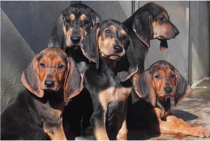 Segugio Italiano: Italian Hound Breed Profile – Size, Care & Hunting Heritage