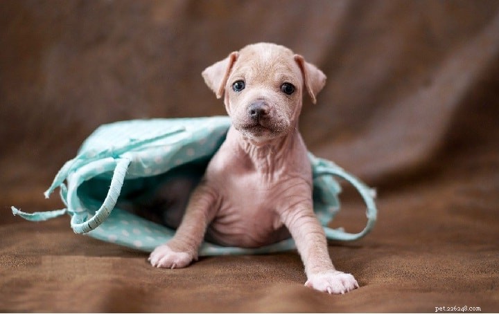 Peruvian Inca Orchid (Peruvian Hairless) Dog: Comprehensive Breed Profile
