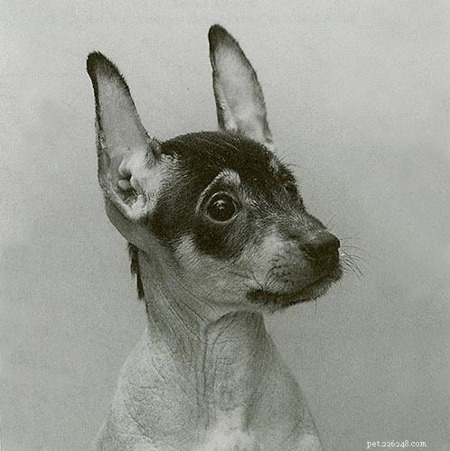 Peruvian Inca Orchid (Peruvian Hairless) Dog: Comprehensive Breed Profile