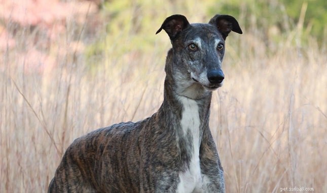 Peruvian Inca Orchid (Peruvian Hairless) Dog: Comprehensive Breed Profile